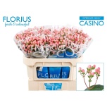 Hypericum Naistepuna Coco Casino Pink 70cm