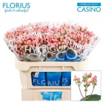 Hypericum Naistepuna Coco Casino Pink 70cm