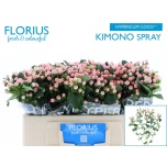 Hypericum Naistepuna Coco Kimono 50cm