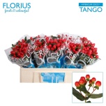 Hypericum Naistepuna Coco Tango 50cm
