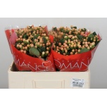 Hypericum Naistepuna Mellow Romance 50cm