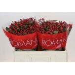 Hypericum Naistepuna Red Light Romance 50cm