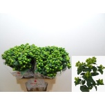 Hypericum Naistepuna Magic Green Power 60cm