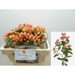 Hypericum Naistepuna Royal Princess 50cm