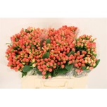 Hypericum Naistepuna Royal Princess 50cm