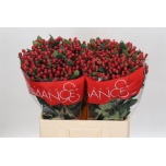 Hypericum Naistepuna Shiney Romance 60cm