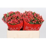 Hypericum Naistepuna Sweet Romance 50cm