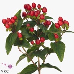 Hypericum Naistepuna Magical Triumph 60cm