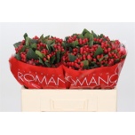 Hypericum Naistepuna True Romance 50cm