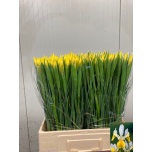 Iris Iiris Apollo