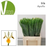 Iris Iiris Apollo