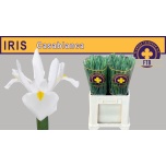 Iris Iiris Casablanca