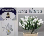 Iris Iiris Casablanca