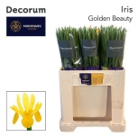 Iris Iiris Golden Beauty