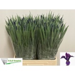 Iris Iiris Hong Kong