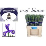 Iris Iiris Prof Blue