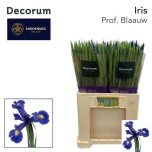 Iris Iiris Prof Blue