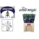 Iris Iiris White Magic