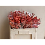 Ilex Oudijk´s Orange 50cm