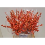 Ilex Oudij Orange 50cm