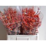 Ilex Oudij Orange 60cm