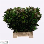 Ilex Iileks Blue Prince 50cm (tk)