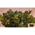 Ilex Iileks Blue Prince 60cm (tk)