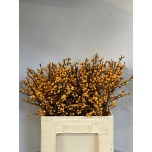 Ilex VE Gold 60cm