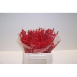 Ilex VE Rode 40cm
