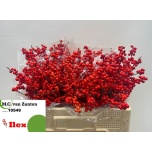 Ilex VE Rode 50cm