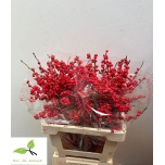 Ilex VE Rode 60cm