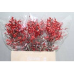 Ilex VE Rode 60cm