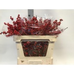 Ilex VE Rode 70cm