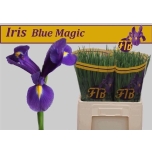 Iris Iiris Blue Magic