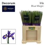 Iris Iiris Blue Magic