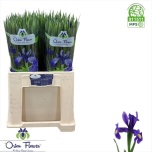 Iris Iiris Blue Magic