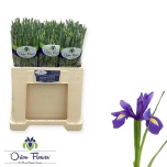 Iris Iiris Blue Magic