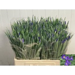 Iris Iiris Blue Magic