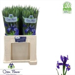Iris Iiris Blue Magic