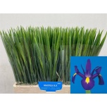 Iris Iiris Blue Magic