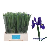 Iris Iiris Blue Magic