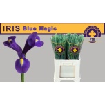Iris Iiris Blue Magic