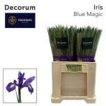 Iris Iiris Blue Magic