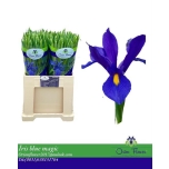 Iris Iiris Blue Magic 50cm