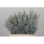 Kochia maireana sedifolia 40cm