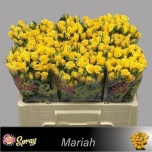 Kobarroos 50cm Mariah