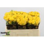 Kobarroos 50cm Yellow Babe