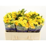 Kobarroos 50cm Yellow Babe