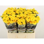 Kobarroos 60cm Yellow Babe
