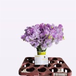 Lathyrus Lillhernes Wedding Blue 40-45cm